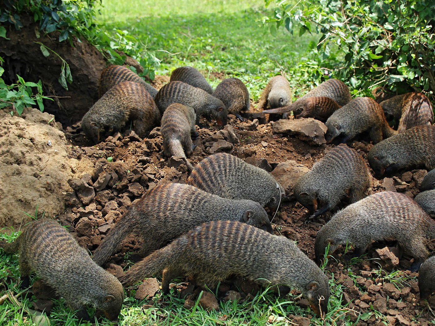 Banded mongoose group in Queen Elizabeth National Park Uganda